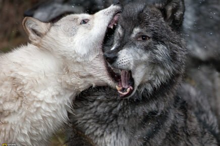 Dois lobos dentro mim