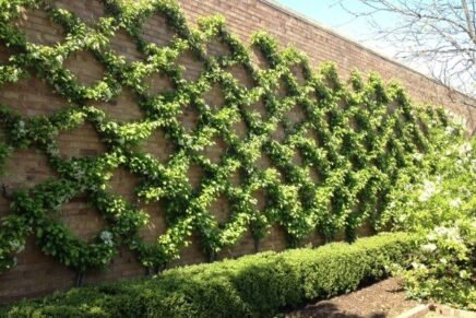 Como plantas trepadeiras