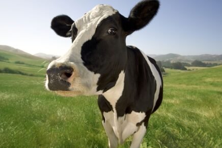 A vaca