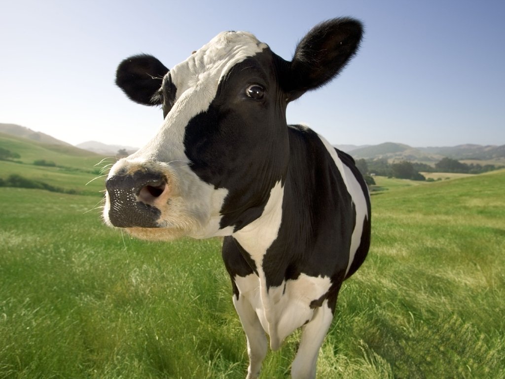 A vaca