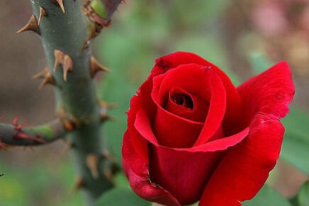 Rosas ou espinhos?