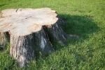 A Bíblia e a Ecologia: Lições da Natureza